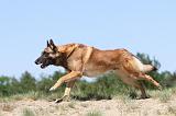 MALINOIS 731